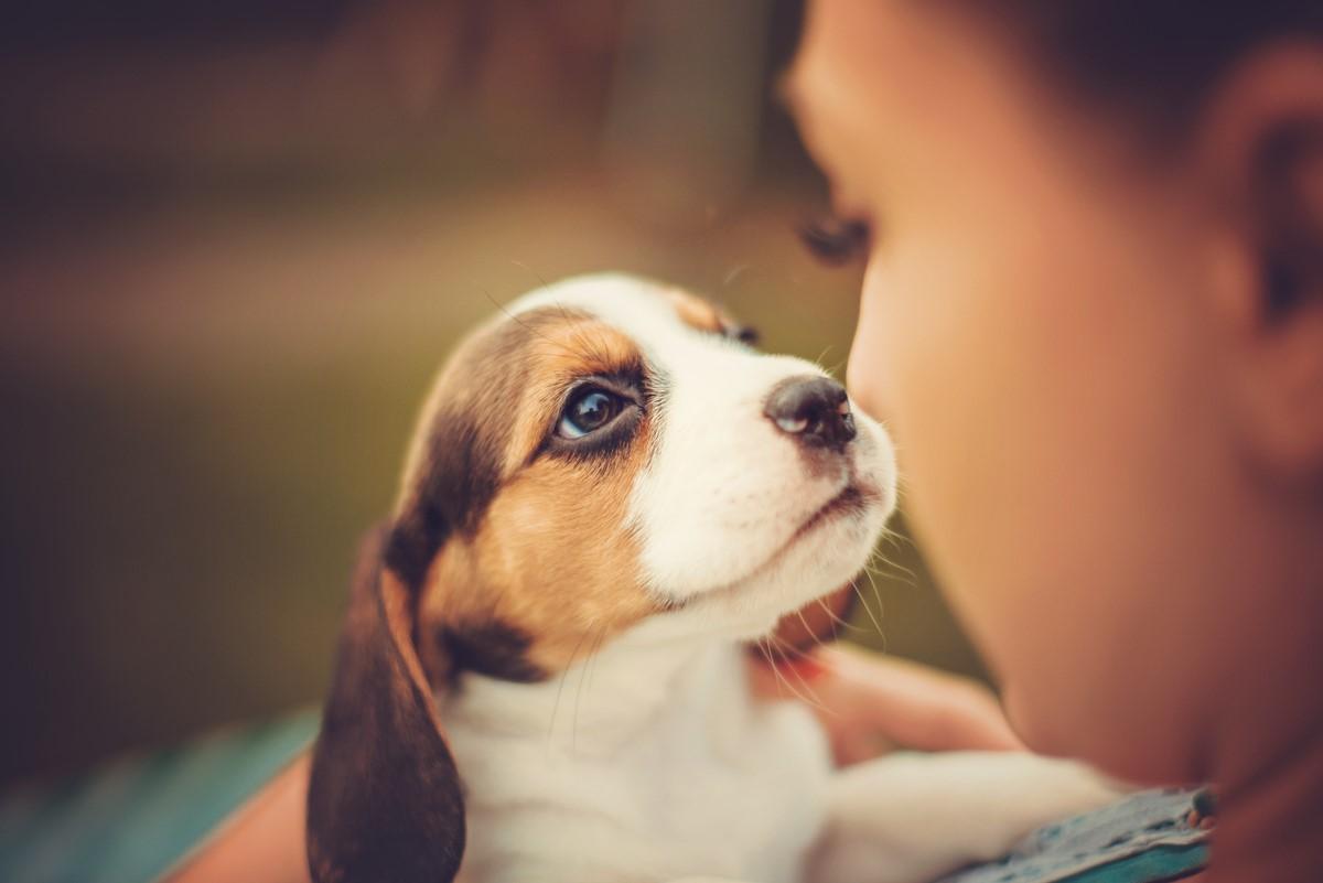 Evcil Dostunuza Özel: Köpek Bakımında Zeytinyağı Nasıl Kullanılır?